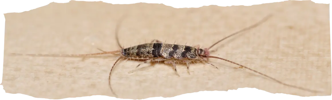 Effective Ways to Get Rid of Silverfish in Your Home