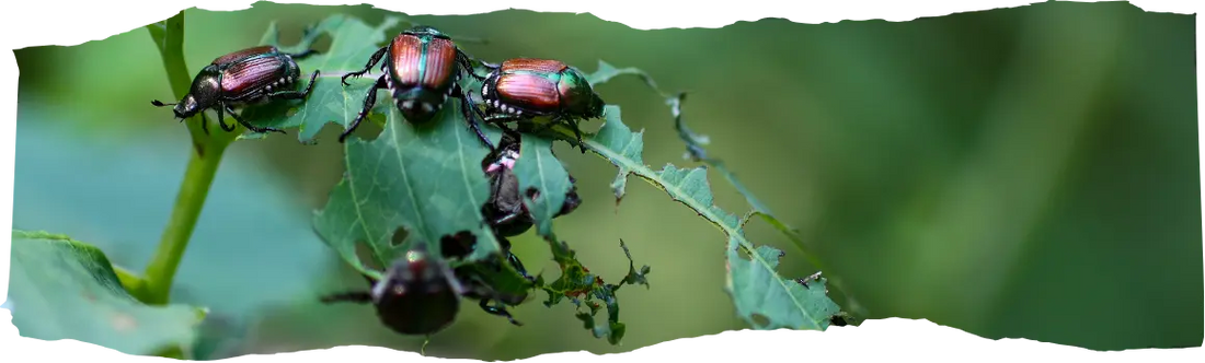 How to Get Rid of Bugs in Garden