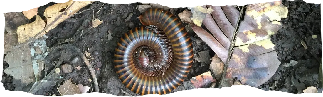 How to Get Rid of Millipedes