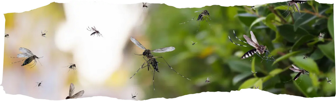 How To Get Rid of Mosquitoes - Home & Yard Solutions