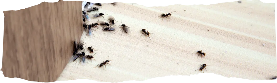 How to Get Rid of Ants - Effective Removal and Prevention Tips