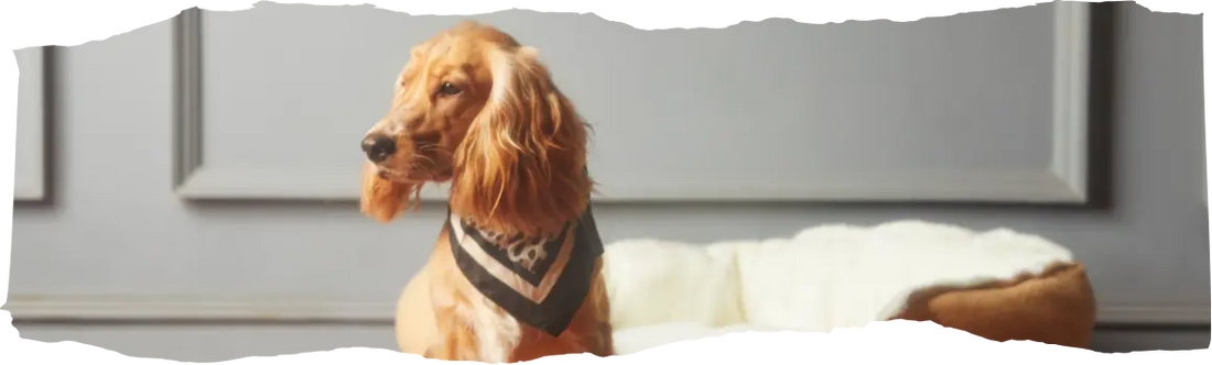 How to Get Rid of Fleas - Effective Solutions for Your Home and Pets