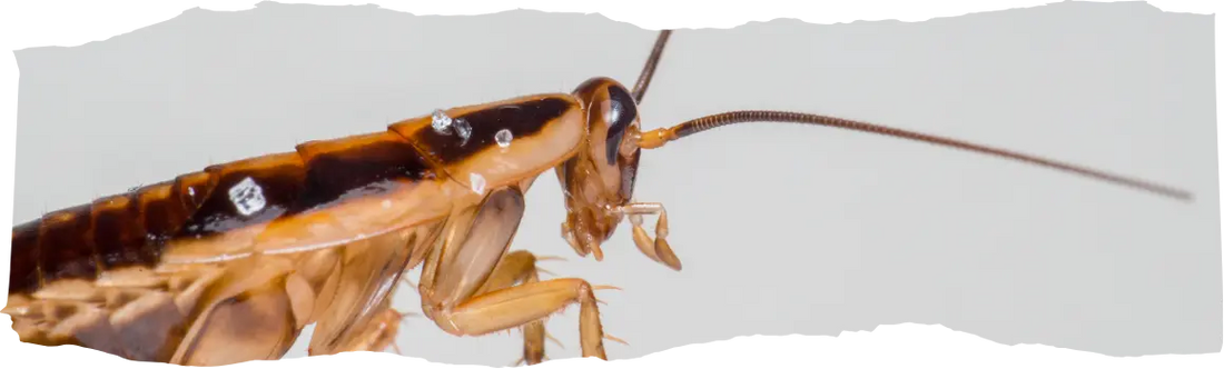 How to Get Rid of Roaches - Effective Removal Tips for a Pest-Free Home