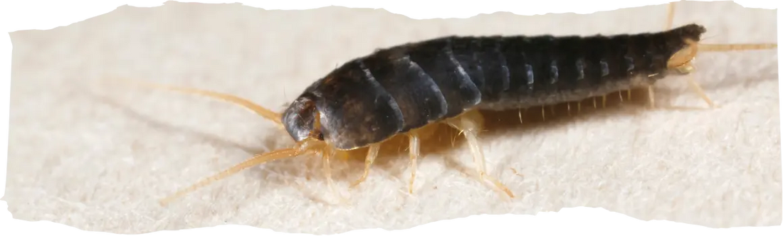 How to Get Rid of Silverfish