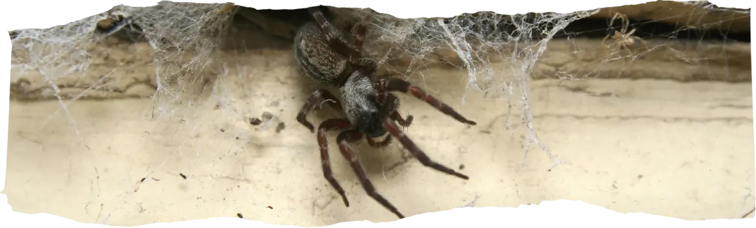 How to Get Rid of Spiders - Effective Tips & Solutions