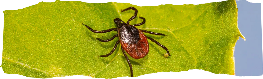 How to Get Rid of Ticks - Effective Solutions for Your Home and Yard