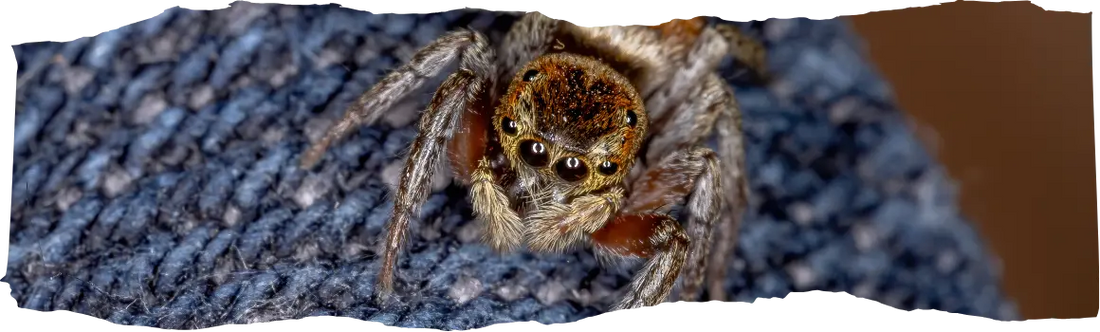 How to Keep Spiders Away - Tips for a Spider-Free Home - featured image