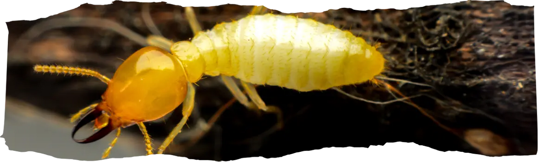 How to Prevent Termites and Protect Your Home - Blog Featured Image