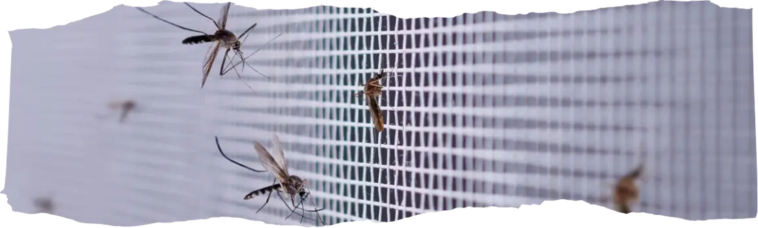 The Psychology of Pests - What Lures Them Into Your Home - Blog Featured Image