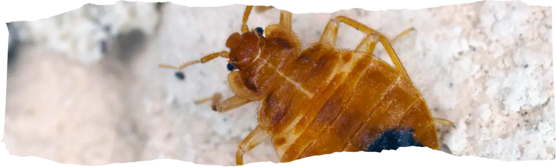 The Global Impact of Pests - Understanding the Bigger Picture