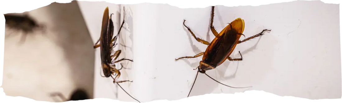 The Hidden Costs of Ignoring Pest Problems - featured image