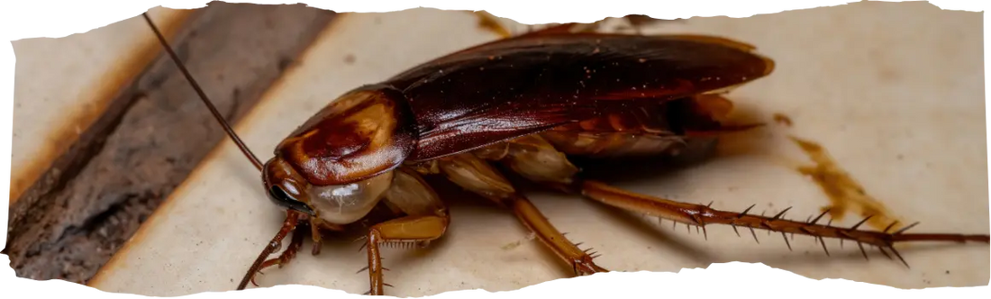 Urban Wildlife - Managing Pests in City Environments - blog featured image.