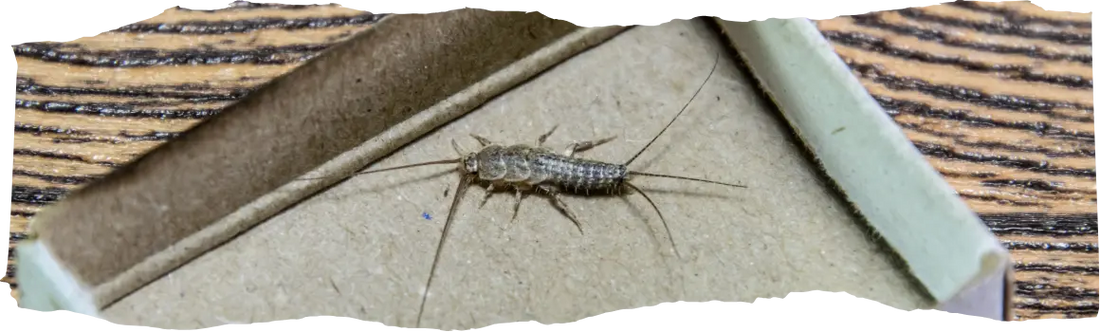 What Attracts Silverfish - And How to Get Rid of Them for Good