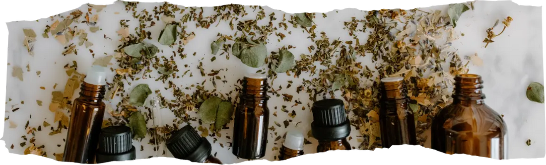 What Smells Do Bugs Hate - 12 Scents to Keep Pests Away Naturally