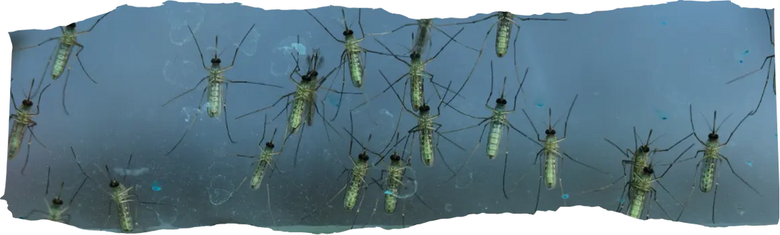 When Does Mosquito Season End?