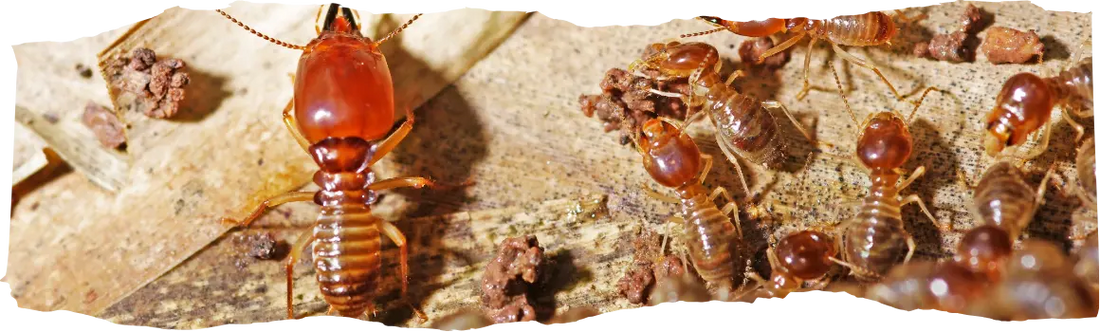 Where Do Termites Live - A Guide to Their Habitats - featured image
