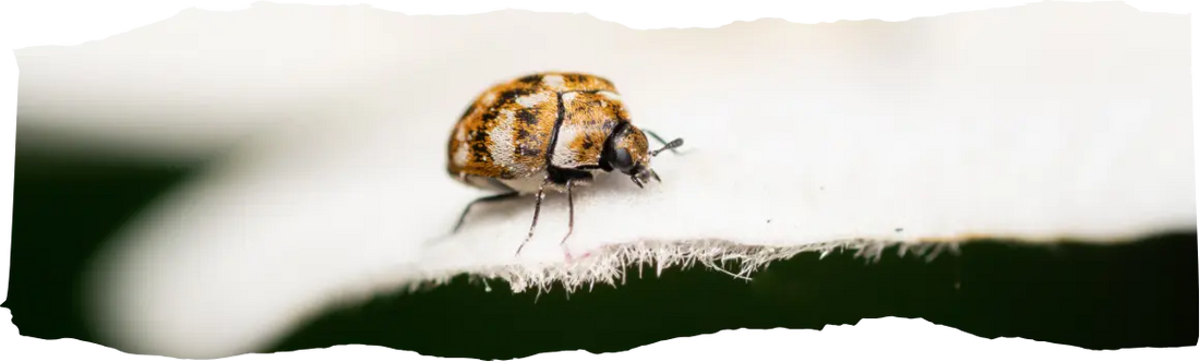 Why Are There Beetles in My House