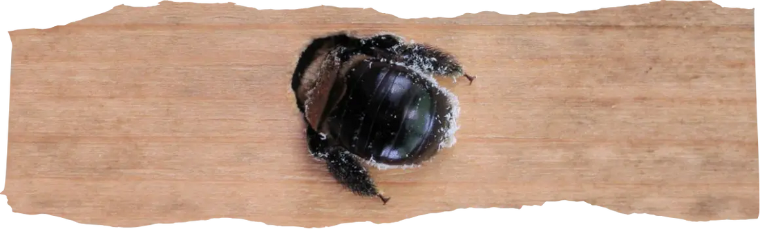 Carpenter Bees Spray - A Yearly Must-do For Many Homeowners - featured image