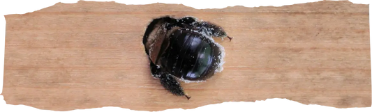 Carpenter Bees Spray - A Yearly Must-do For Many Homeowners - featured image