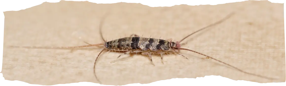 Effective Ways to Get Rid of Silverfish in Your Home