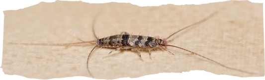 Effective Ways to Get Rid of Silverfish in Your Home