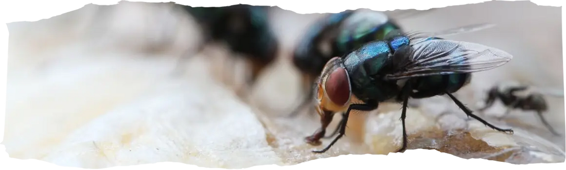 Fly Control - Keeping Your Home Fly-Free All Year Round - featured image