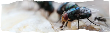 Fly Control - Keeping Your Home Fly-Free All Year Round - featured image