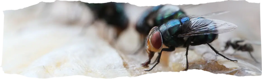 Fly Control - Keeping Your Home Fly-Free All Year Round - featured image