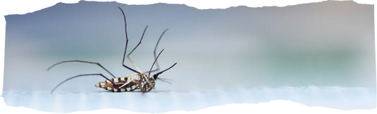 How to Get Rid of Mosquitoes