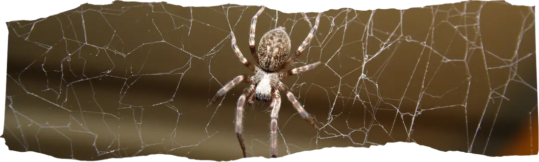 Long Do Spiders Live - blog featured image