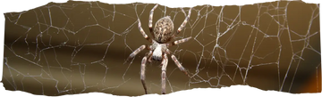 Long Do Spiders Live - blog featured image