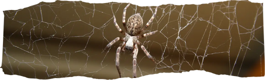 Long Do Spiders Live - blog featured image