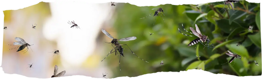 How To Get Rid of Mosquitoes - Home & Yard Solutions