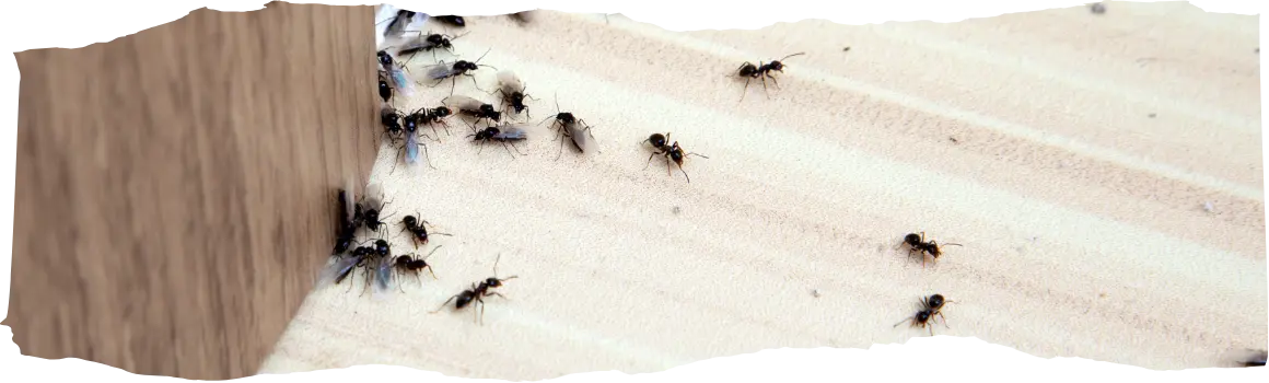 How to Get Rid of Ants - Effective Removal and Prevention Tips