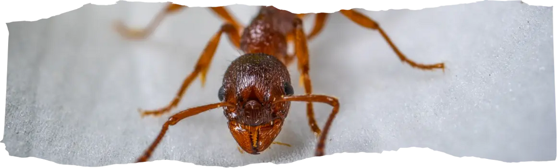 How to Get Rid of Ants - Prevention Tips & Tricks for Your Home