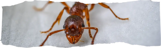 How to Get Rid of Ants - Prevention Tips & Tricks for Your Home