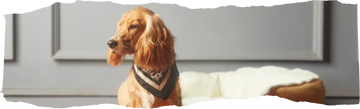 How to Get Rid of Fleas - Effective Solutions for Your Home and Pets