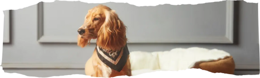 How to Get Rid of Fleas - Effective Solutions for Your Home and Pets