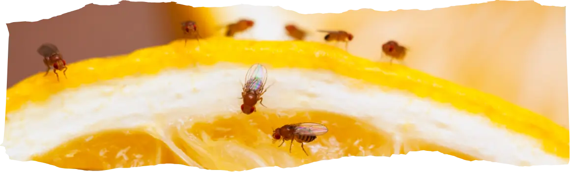 How to Get Rid of Fruit Flies - Quick & Effective Home Solutions