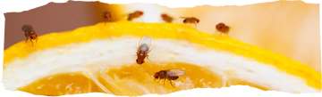 How to Get Rid of Fruit Flies - Quick & Effective Home Solutions