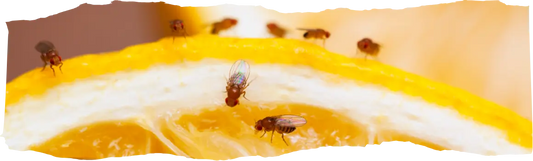 How to Get Rid of Fruit Flies - Quick & Effective Home Solutions