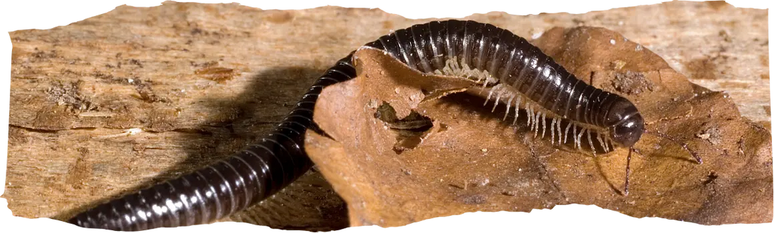 How to Get Rid of Millipedes - The Complete Homeowner's Guide