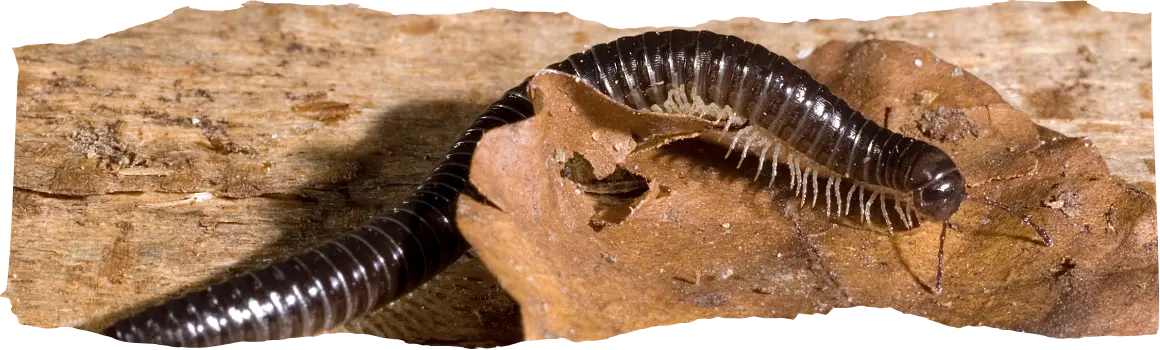 How to Get Rid of Millipedes - The Complete Homeowner's Guide