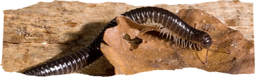 How to Get Rid of Millipedes - The Complete Homeowner's Guide
