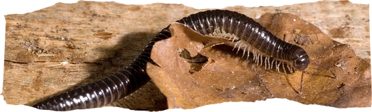 How to Get Rid of Millipedes - The Complete Homeowner's Guide