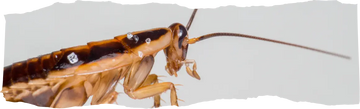 How to Get Rid of Roaches - Effective Removal Tips for a Pest-Free Home