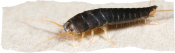 How to Get Rid of Silverfish