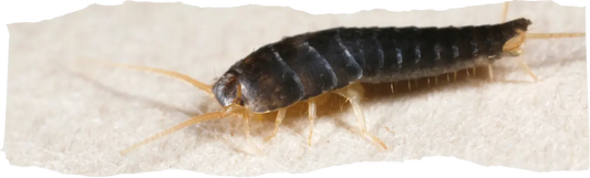 How to Get Rid of Silverfish