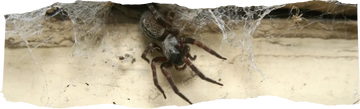 How to Get Rid of Spiders - Effective Tips & Solutions