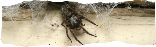 How to Get Rid of Spiders - Effective Tips & Solutions